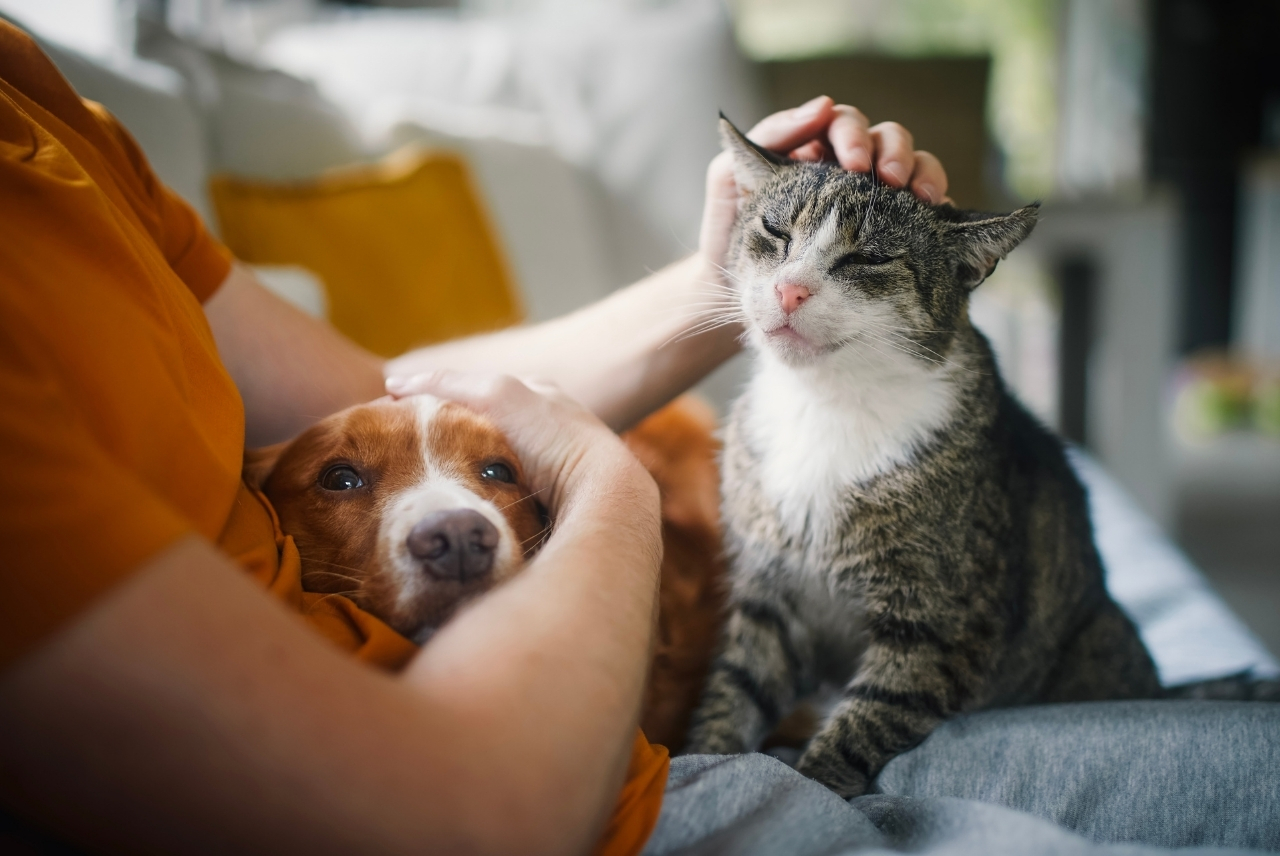 Pet Insurance